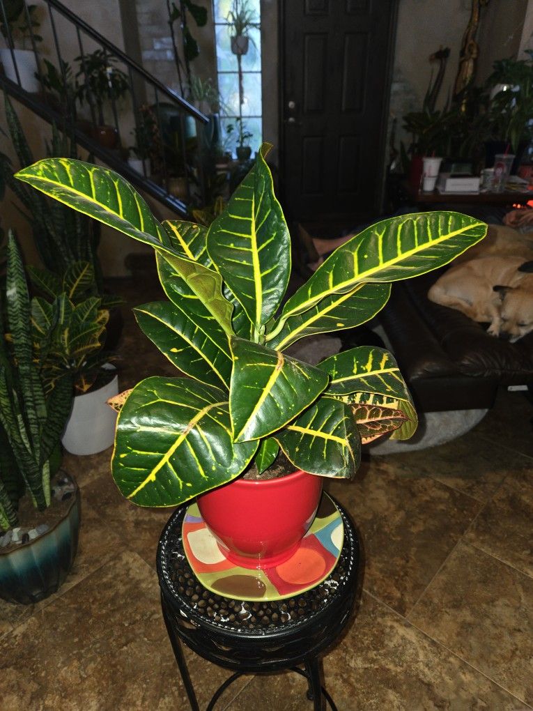Lovely Croton Plant In 7in Ceramic Pot With Plate