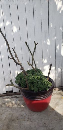 Plumeria And Succulents