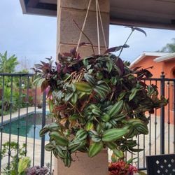Wondering Jew Plant 