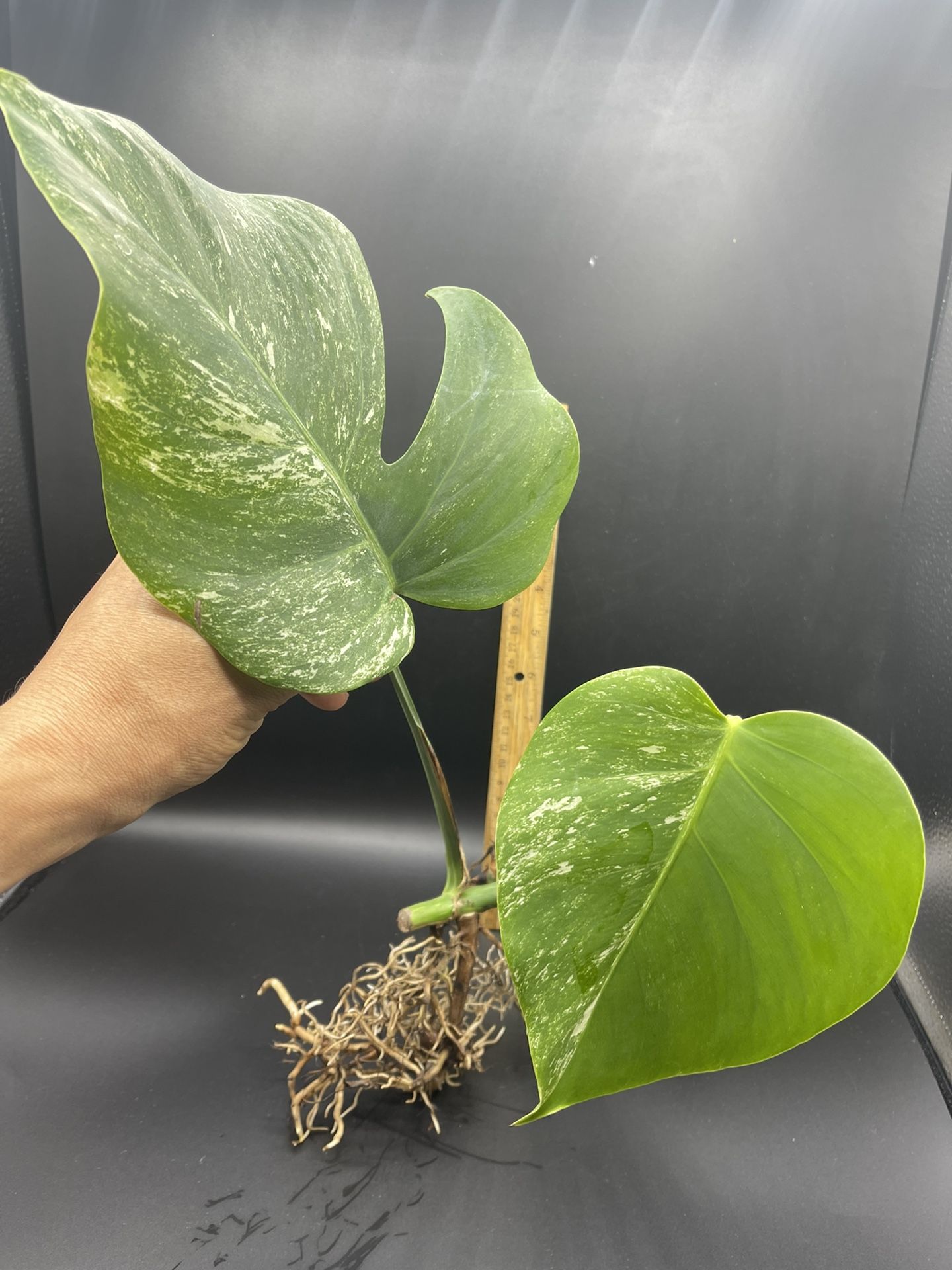 Variegated monstera deliciosa albo borsigiana