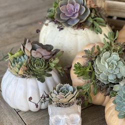 Live Succulent Pumpkin Arrangements