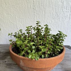 Potted Jade Plant