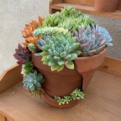 Outdoor Succulent Planter