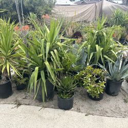 Multiple plants, beautiful succulents, and many more excellent prices in Kay next