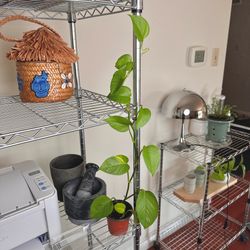 Jade Pothos 20” tall Live plant indoor