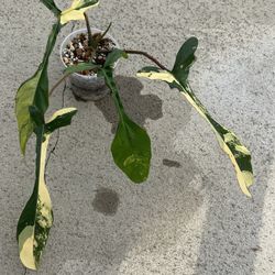 Philodendron Joepii Aurea Variegated 