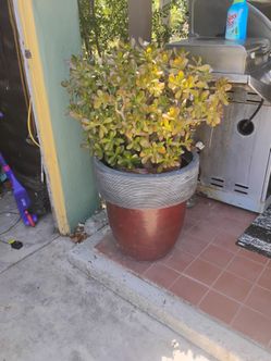 Pots for plants