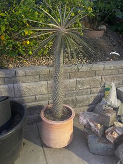 Madagascar Palm (Pachypodium Lamerie). Large and Healthy (approximately 5” tall). In a beautiful ceramic pot.