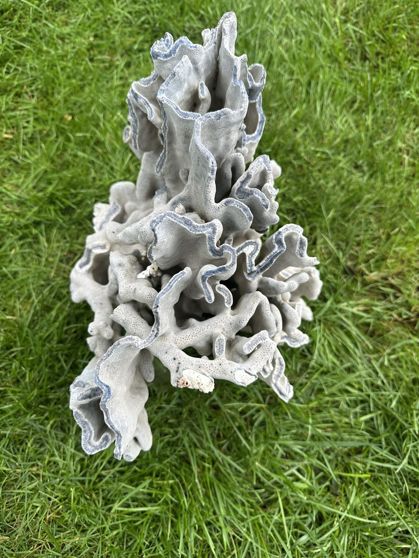 Rare Blue Coral
