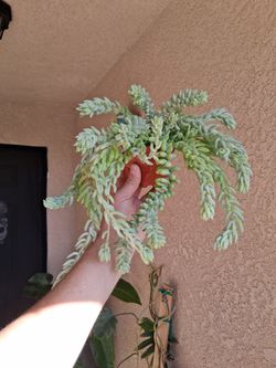 Burro's Tails Succulent Plant $12