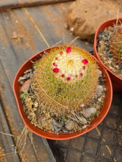 Cactus