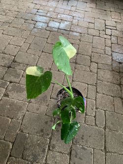 Monstera Thai constellation plant