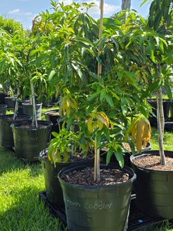 Peach Cobbler grafted mango tree