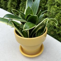 Sansevieria House Plant. Sammamish, Beaver Lake 