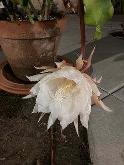 Epiphyllum Oxypetalum Night Blooming Cereus Queen/Princess of the Night Flower Plant