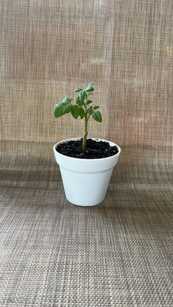 Cherry tomato plant in a 4 inch pot