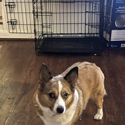 Dog Crate 
