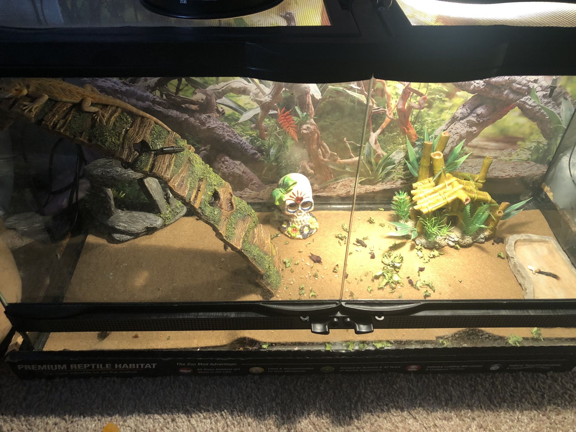 Female Bearded dragon Bundle