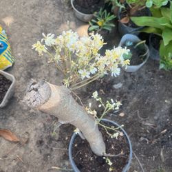 Moringa / Malunggay Plants