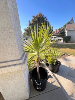 3 large yucca plants .