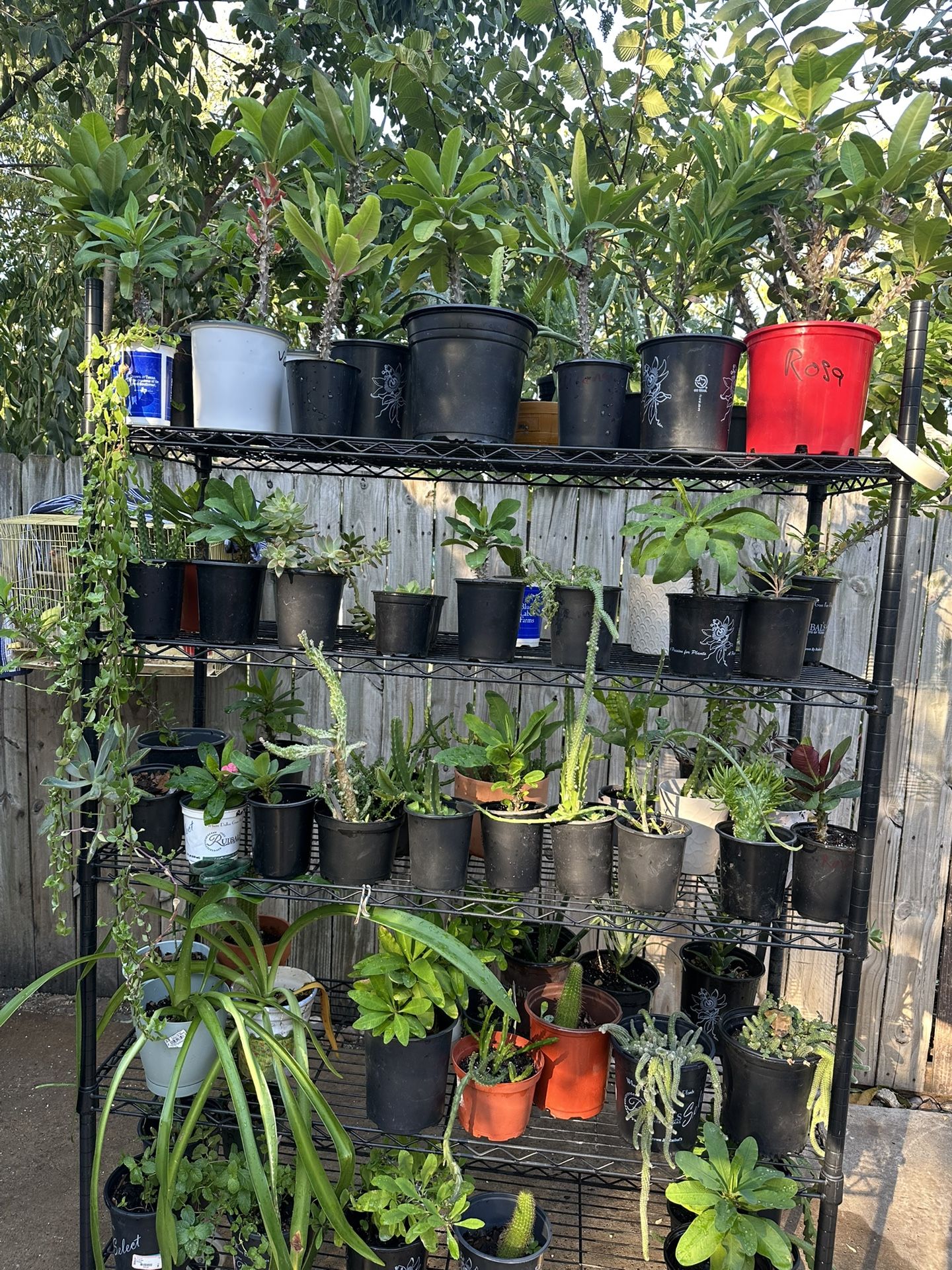 variedad de plantas.
