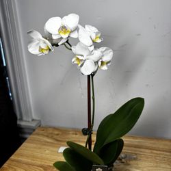 Live Plant, Orchid, Beautiful, Healthy, Gorgeous Plant