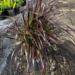 RED/PURPLE FOUNTAIN GRASS (3 Gallon Pot) Use Landscape, Garden & Pots