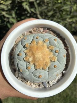 Fricci Super White Beautiful Rare Cactus Plant Original Mother Plant 