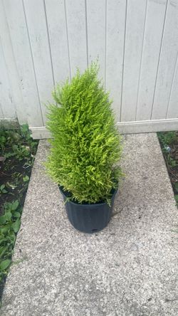 Pine tree