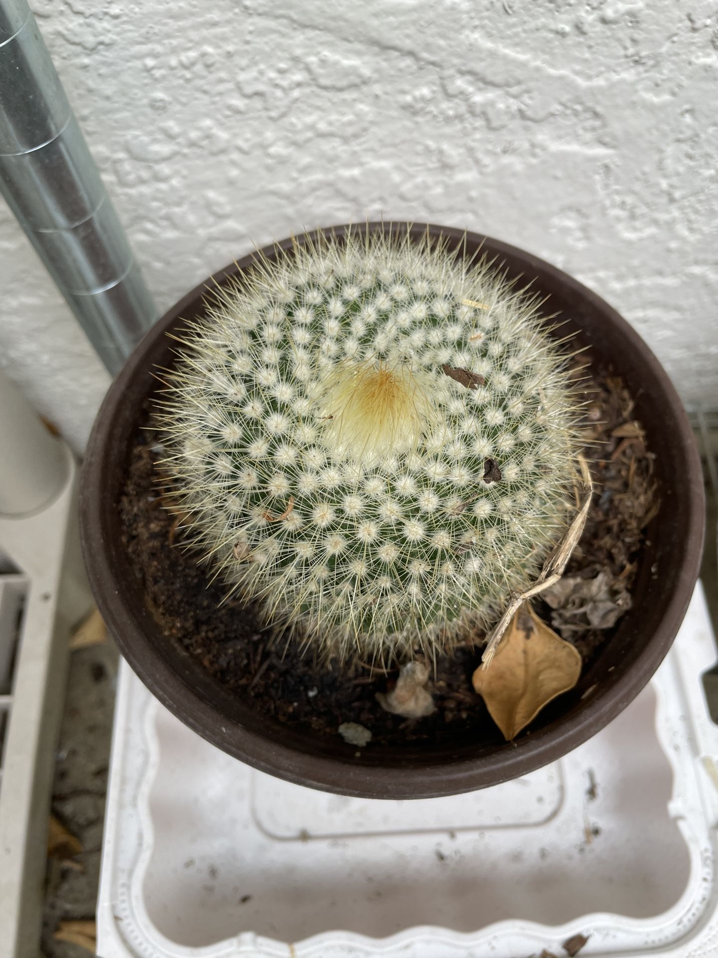 6in Pot Cactus Plant