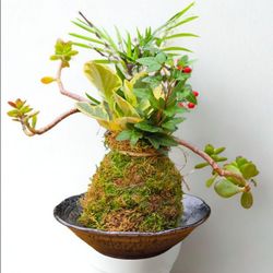 Mini Kokedama