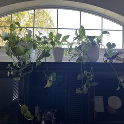 3 Pothos Plants