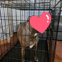 42x30 KENNEL