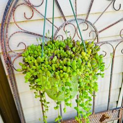 RARE STRING OF WATERMELON HANGING PLANT