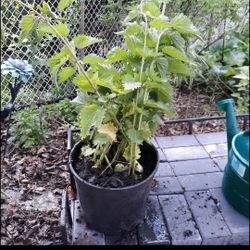 Stinging Nettles Potted Full Grown