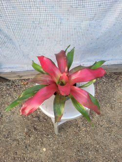 Bromeliad Plant 6" Nursery Pot
