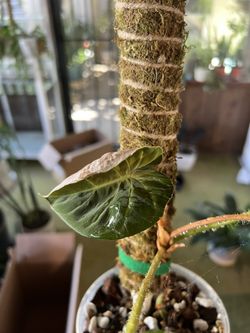 Philodendron Fibrosum