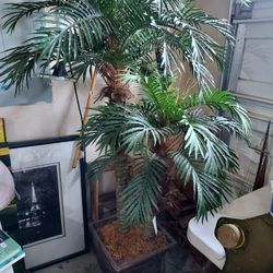 decorative plant tree
