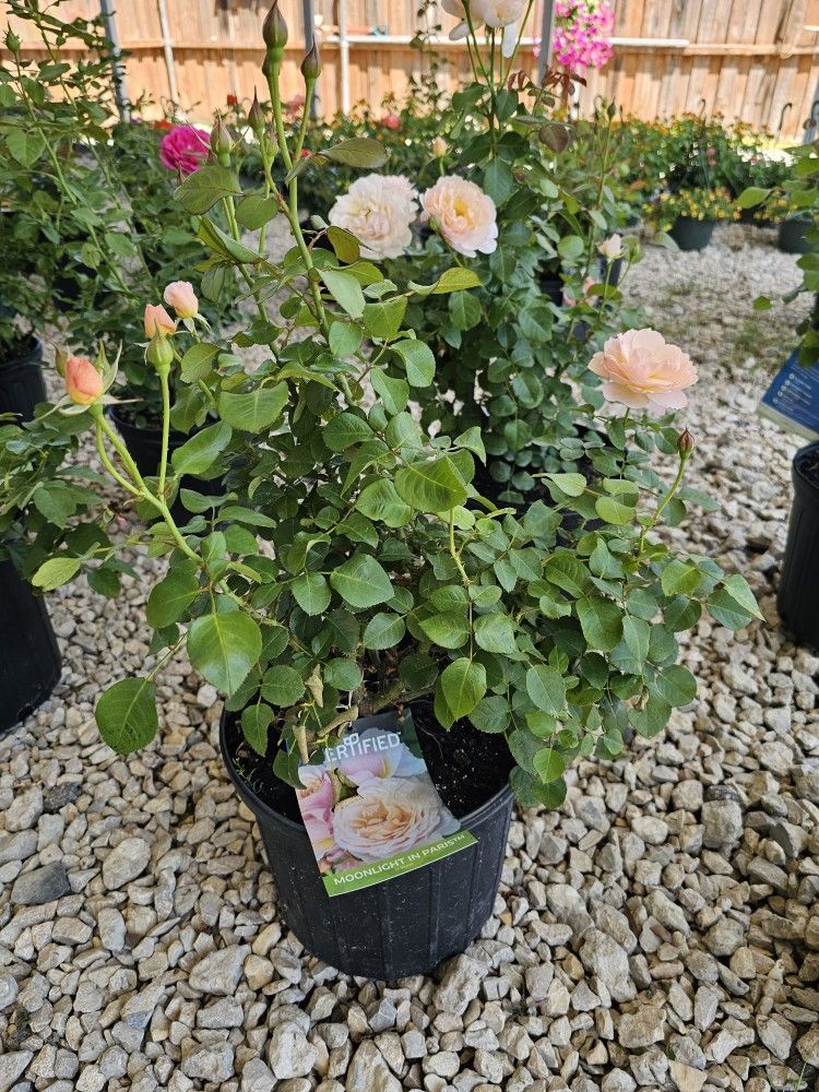 MOONLIGHT IN PARIS ROSE PLANTS ARRIVE, BEAUTIFUL AND HEALTHY. $23 EACH