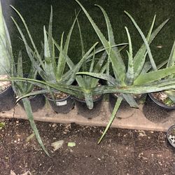 Aloe Vera Plants For Sale Many To Choose From