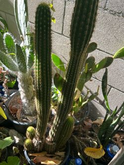 Cactus