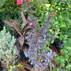 Black Diamond Myrtle