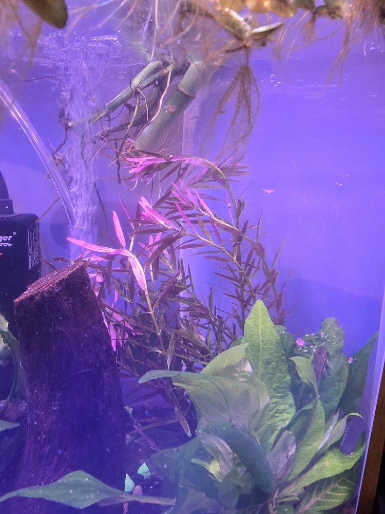 Aquarium Plants For Fish Tanks