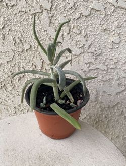 4 Inch Pot Succulent Plant - Curio Repens - Blue  Chalk Sticks - Rooted & Established -  Drought Resistant 🪴