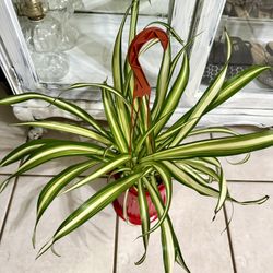 ❤️Variegated Spider Plant❤️PLS READ DESCRIPTION 
