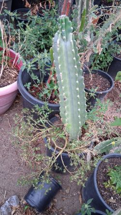 Large  Pot pitaya da fruta