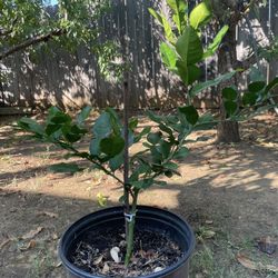 Kaffir Lime Tree (Chang Lá So Tham)