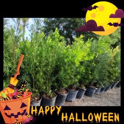 PODOCARPUS PRIVACY HEDGE PLANTS 7GL 4.5 FT $19