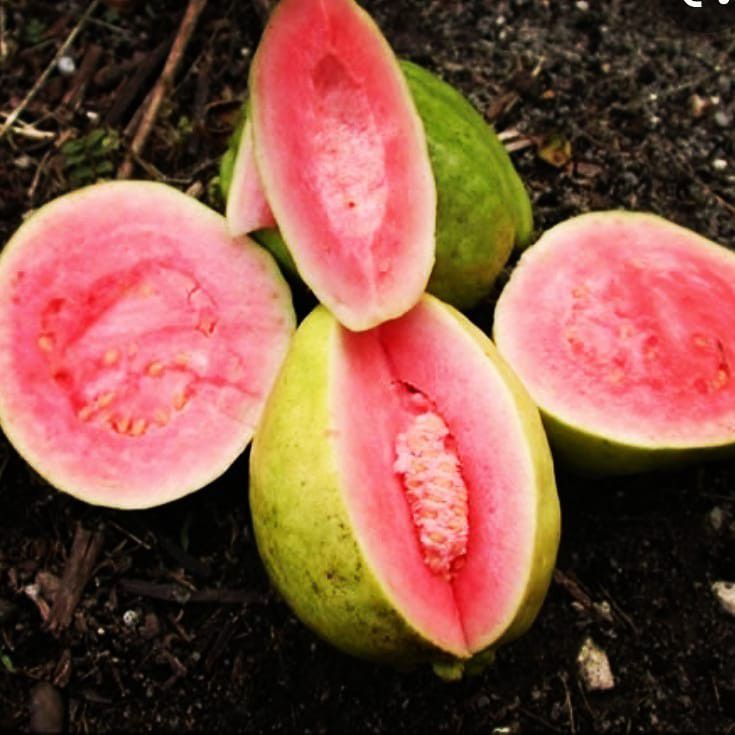 Pink Guava Grafted Trees 3gal  Arboles De Guayaba Rosada Injertados 3gal 