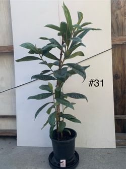 #31- Big Jim Loquat Tree 巨蛋枇杷樹